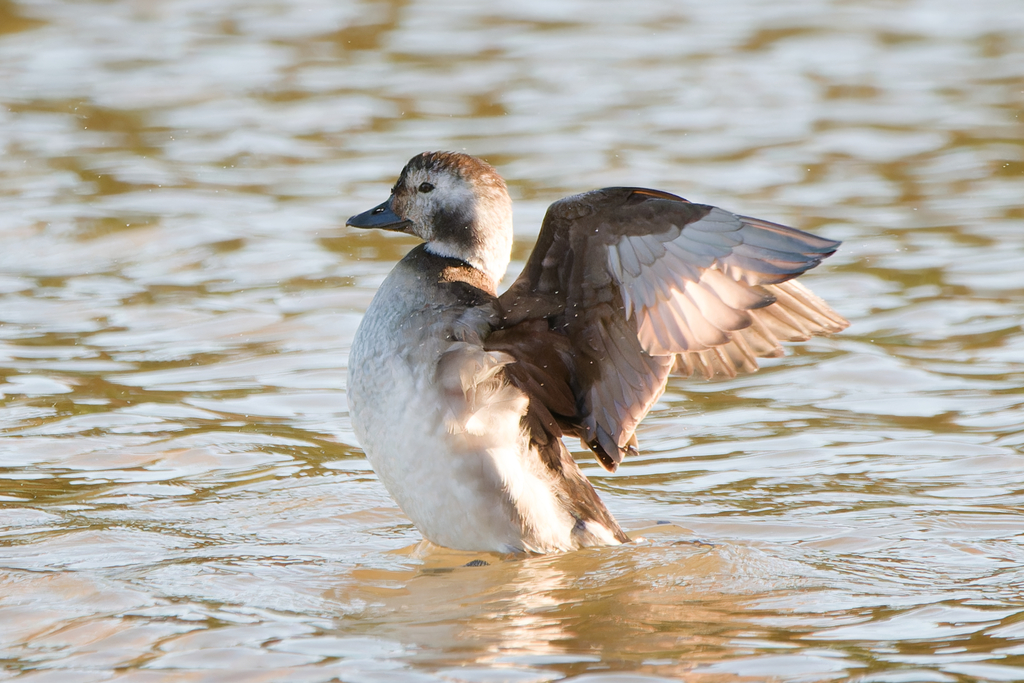 Long Tailed Duck